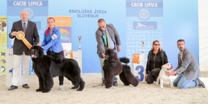 caciblipica2016dan2-12