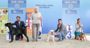 caciblipica2016dan2-14