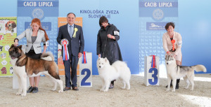 caciblipica2016dan2-17