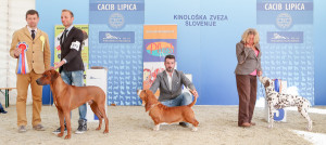 caciblipica2016dan2-18