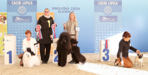 caciblipica2016dan2-21