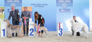 caciblipica2016dan2-22