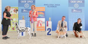 caciblipica2016dan2-6