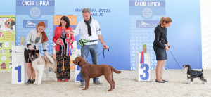 caciblipica2016dan2-7