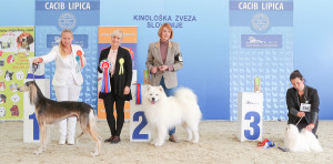 caciblipica2016dan2-8